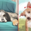 Tratando um derrame em cães