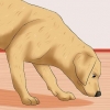 Reconhecendo um avc em cães