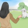 Treinando um bichon frisé