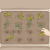 Iniciando uma horta orgânica