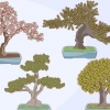 Cultivando e cuidando de uma árvore bonsai