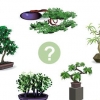 Cultivando uma árvore bonsai