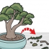 Poda de um bonsai