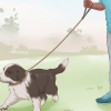 Treinando um filhote de border collie