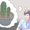 Replantar um cacto