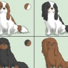 Escolhendo um cavalier king charles spaniel