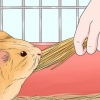 Alimentando um porquinho da índia