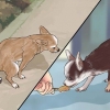 Potty treinando um chihuahua