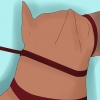 Treinando um doberman pinscher