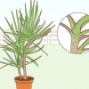 Cuidando de uma dracaena