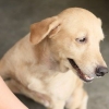Pele seca calmante em cães