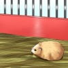 Como domar um hamster anão