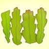 Cultivando um epiphyllum cactus