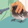 Cuidando de um filhote de pombo resgatado