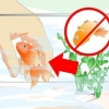 Ressuscite um peixinho dourado