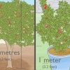 Plantando uma árvore de romã