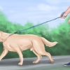 Acalmar um grande cão brincalhão