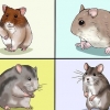 Escolhendo um hamster