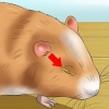 Ajudando um hamster com o olho fechado
