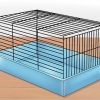 Domar um hamster