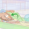 Ensinar truques a um hamster