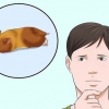 Como tirar um hamster da hibernação