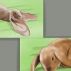 Mantendo um coelho lop como animal de estimação