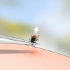 Identificando um carrapato de veado