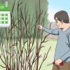 Poda de uma planta de hibisco