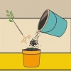 Cuidando de uma planta de hibisco