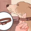 Como destreinar um cachorro para puxar