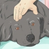 Ajudando um cachorro moribundo