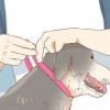 Impedir um cão de lamber uma ferida