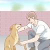 Ajudando um cão a se recuperar de uma perna quebrada