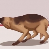 Acalmar um cão