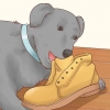 Como fazer um cachorro parar de comer terra