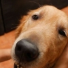 Massageando um cachorro