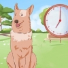 Treinando um cachorro para fazer xixi fora