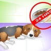 Como curar um cão de dores de estômago