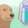 Anestesiar com segurança um cão