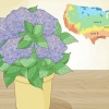 Plante uma hortênsia