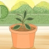 Cuidando de uma planta hoya