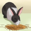 Alimentando um coelho doméstico