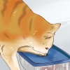 Colocar um gatinho hiperativo para dormir