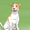 Escolhendo um filhote de jack russell
