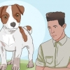 Mantendo um jack russell terrier feliz