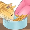 Faça um gato parar de miar