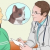Medicando um gato
