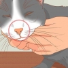 Tratar um gato com nariz entupido