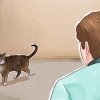 Domar um gato